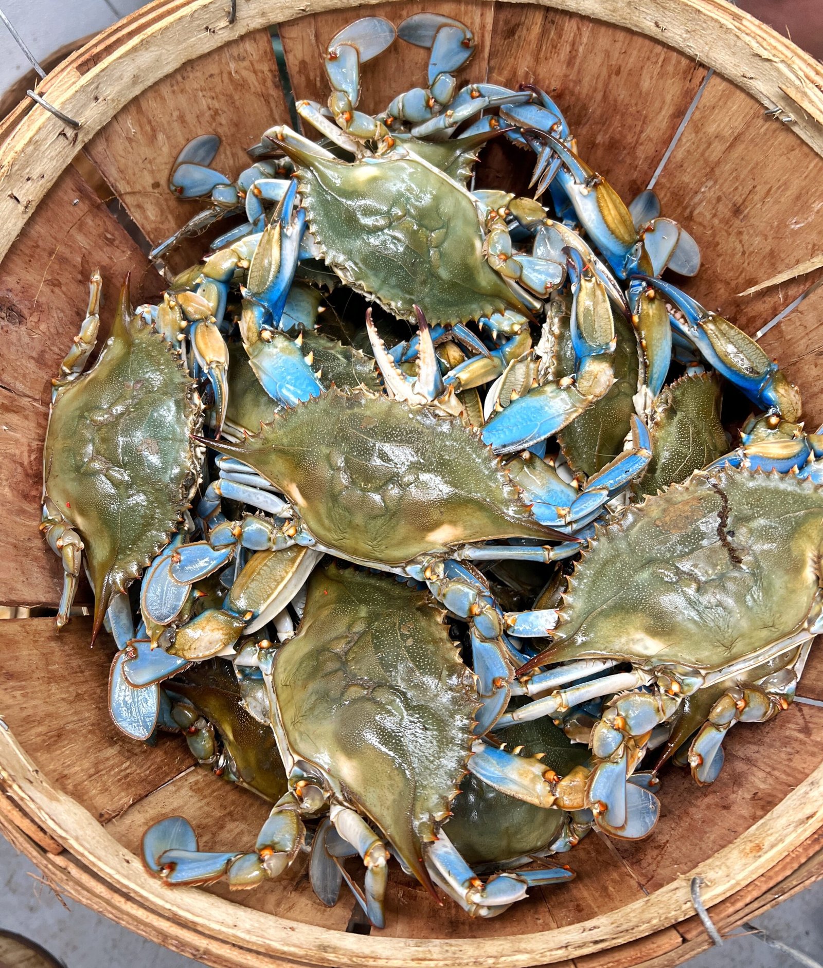 Live Maryland Blue Crabs
