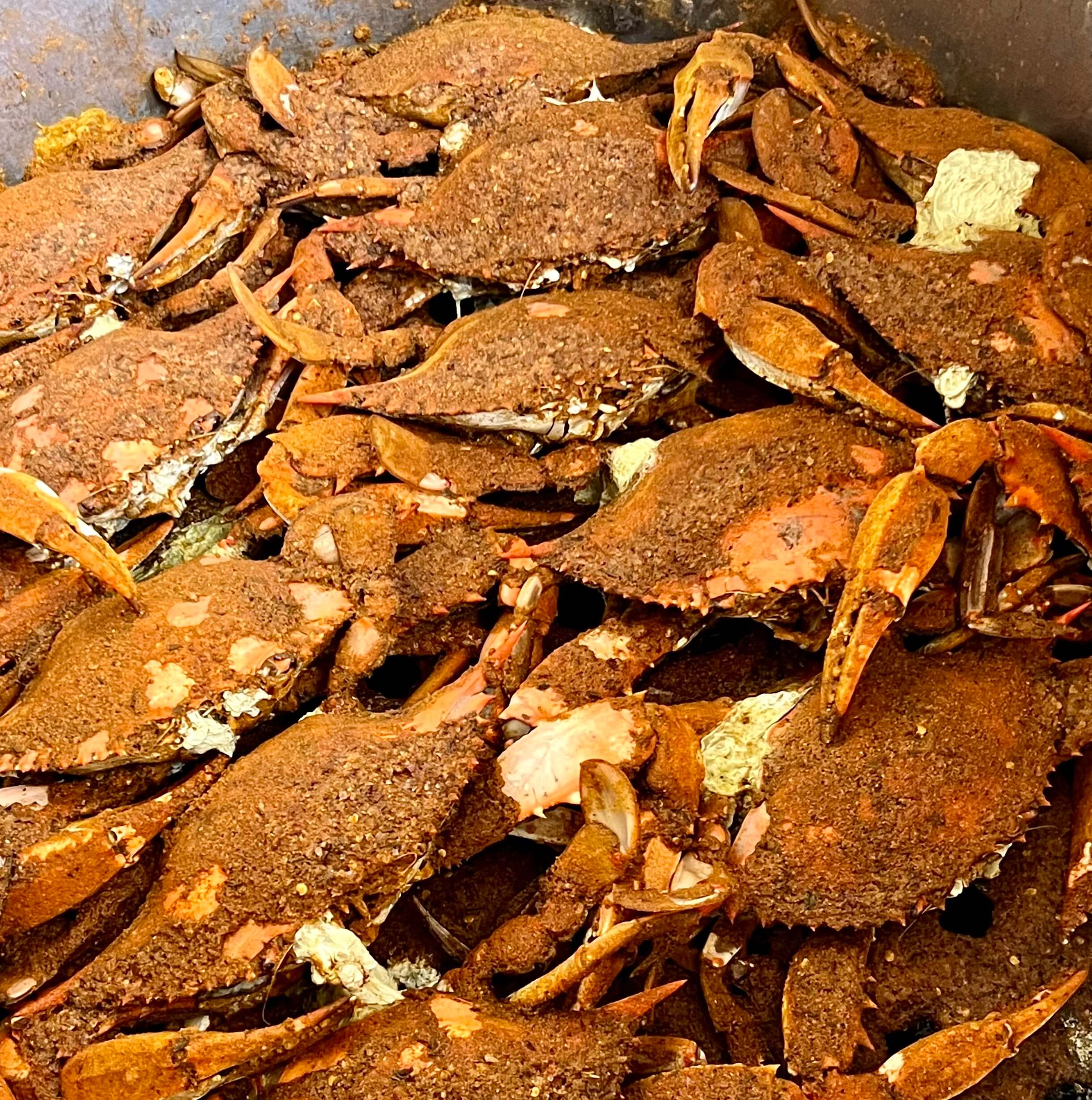 Maryland steamed crabs shipped overnight